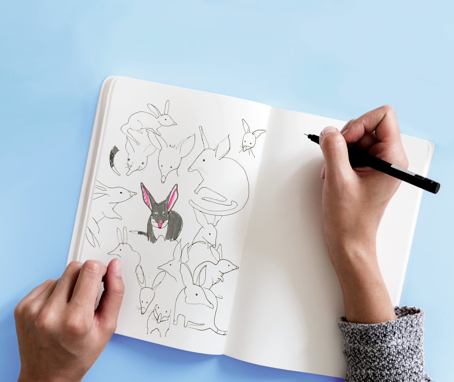 sketchbook open and someone drawing bilby illustrations