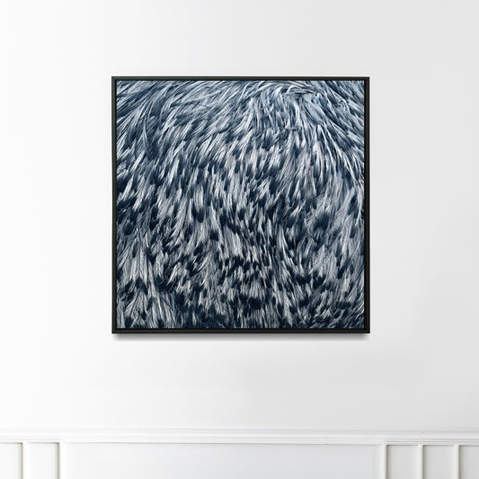 photo of a close up of emu feathers black and white hanging on a wall