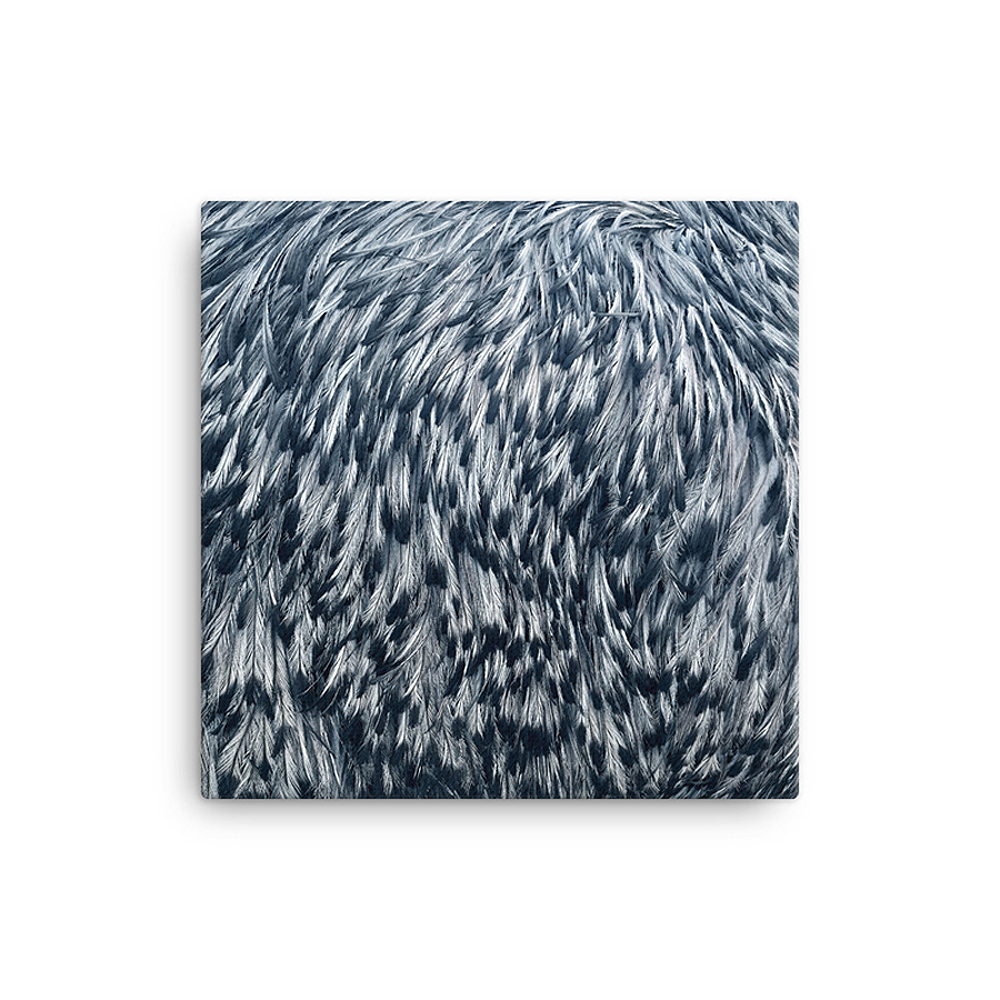 Emu feathers photographic print
