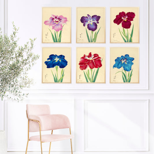 A gallery wall display of six vintage iris flower prints. Each artwork features a uniquely coloured iris, including pink, purple, red, blue, and burgundy blooms, with green leaves and delicate calligraphy on an aged cream background.