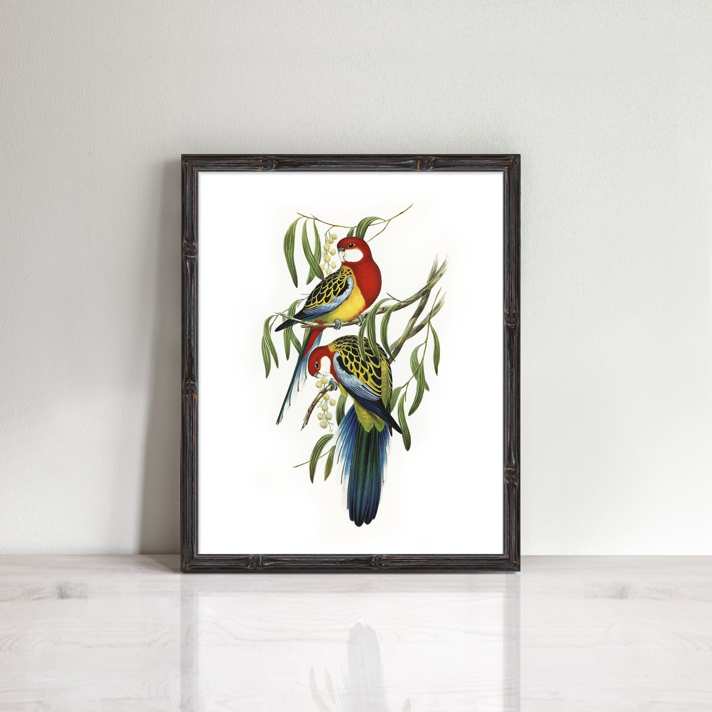 vintage Rosella birds print
