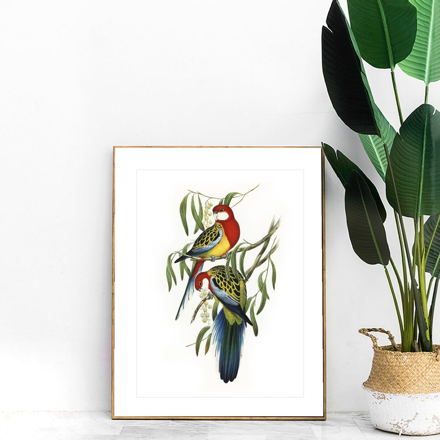 Vintage Eastern Rosellas print