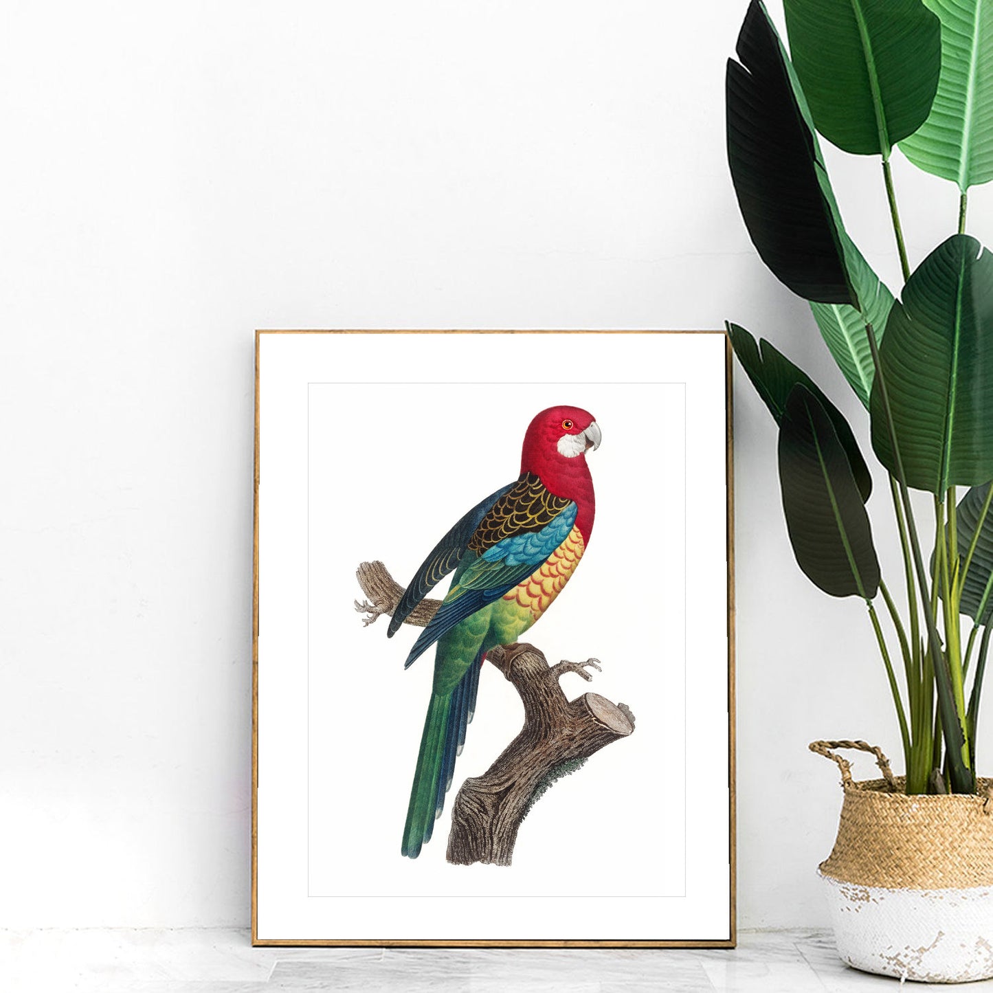 Vintage Eastern Rosella print