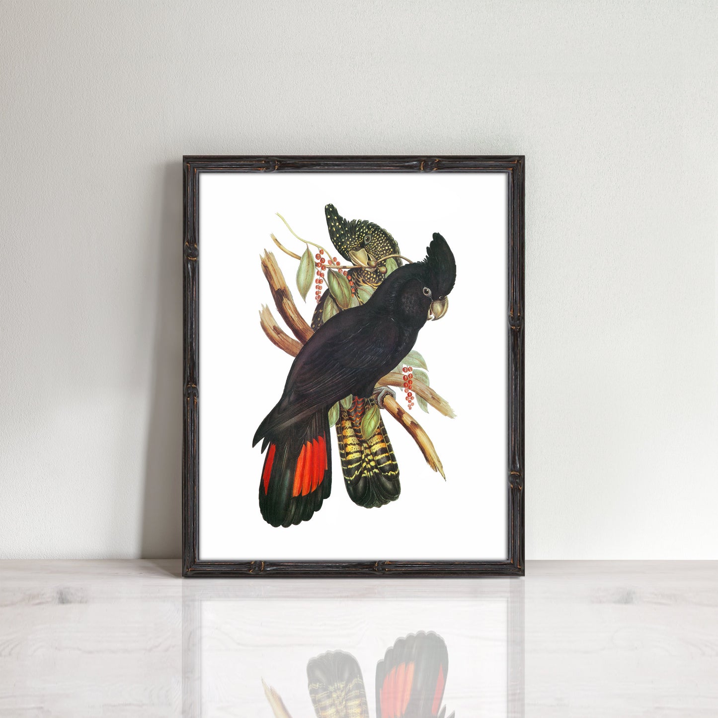 vintage print of male and female black cockatoo parrots