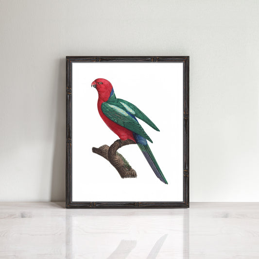 Print of a beautiful King Parrot in frame