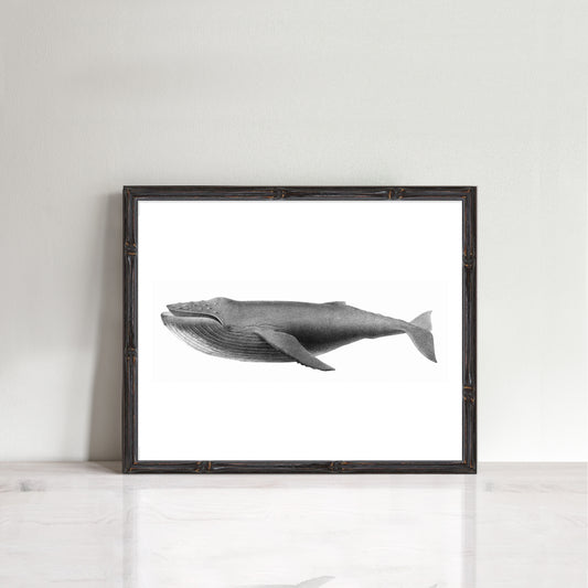 vintage drawing of a humpback whale in frame