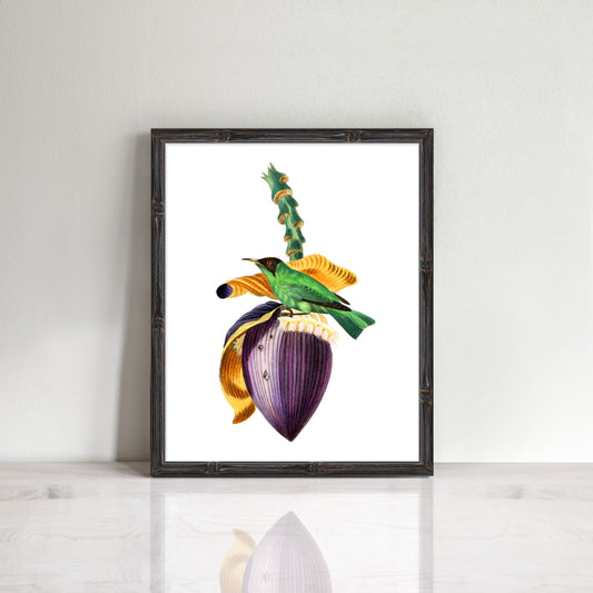 vintage print of banana flower with a tropical bird sitting on ot