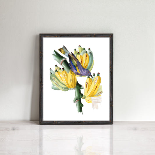 vintage print of bunch of bananas with a tropical bird