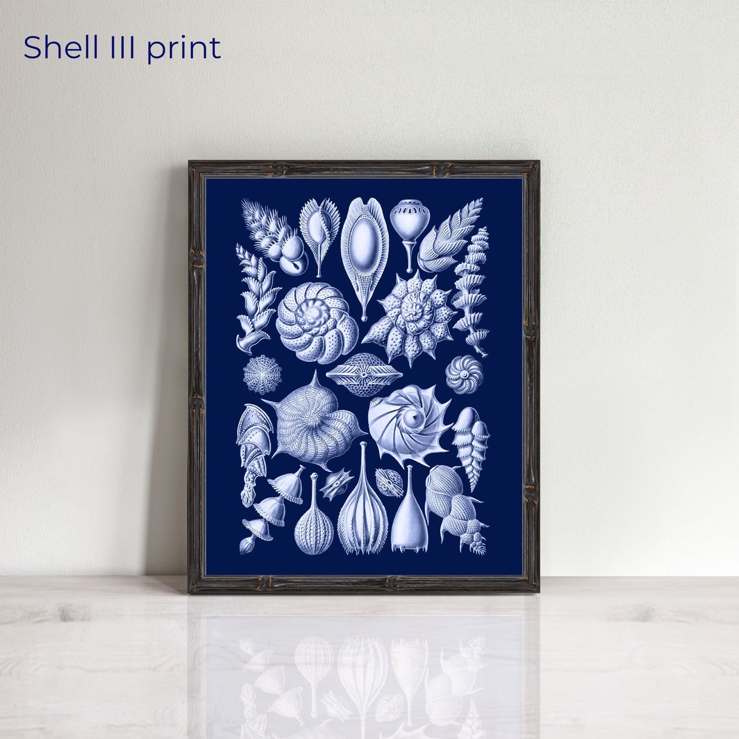 Vintage set of shells prints