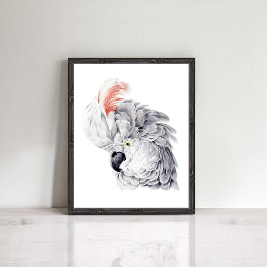 vintage cockatoo head print with ruffled feathers
