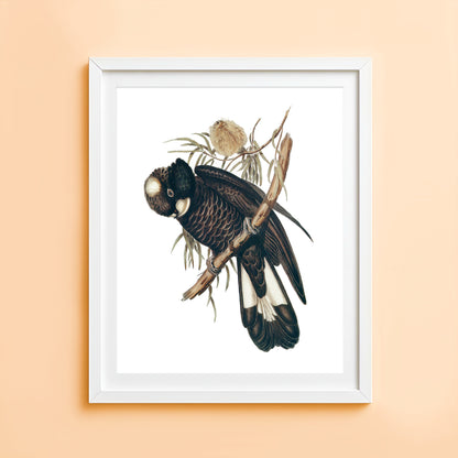 Vintage black cockatoo art print Australian bird illustration