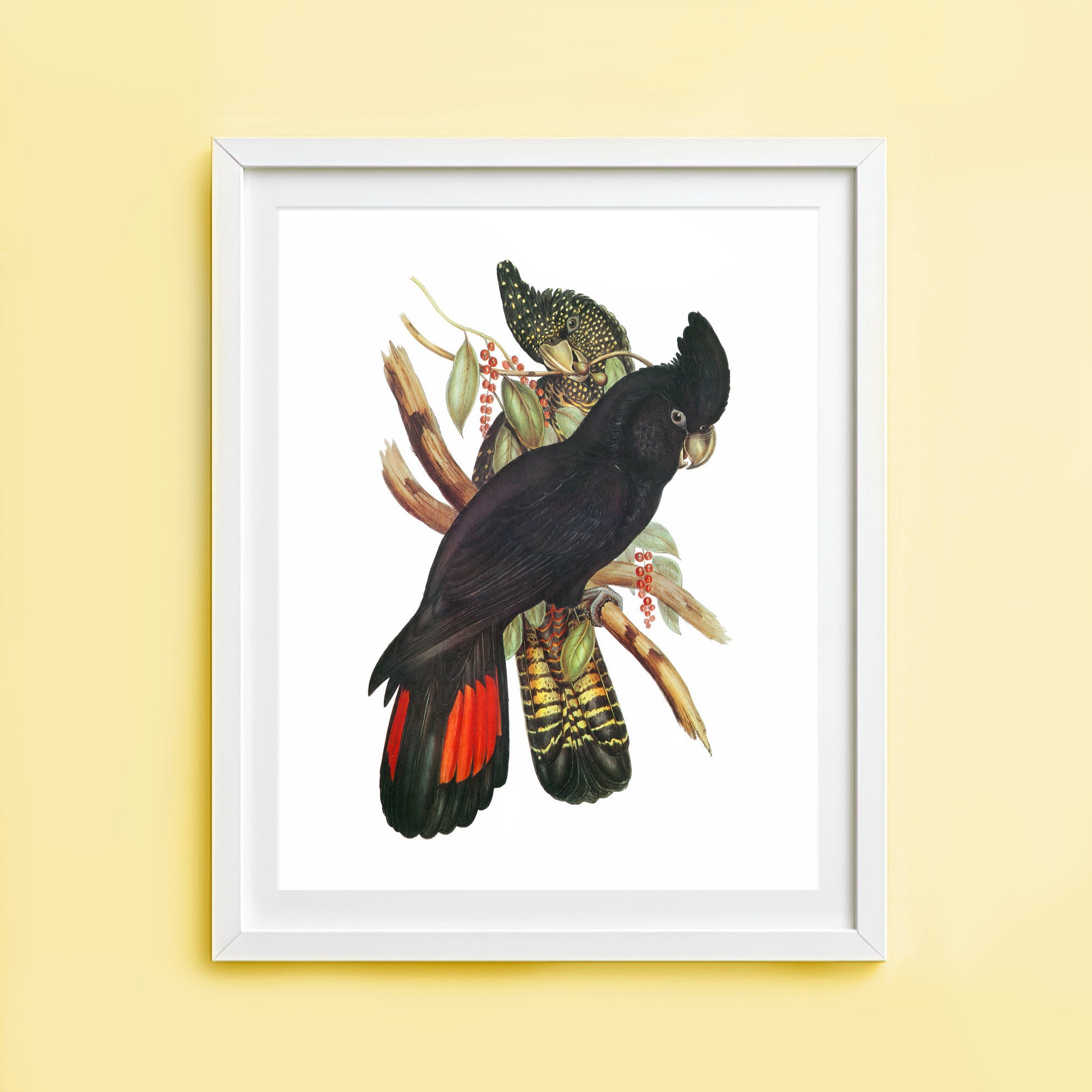 Vintage black cockatoo art print Australian bird illustration