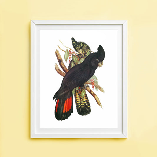 Vintage black cockatoo art print Australian bird illustration