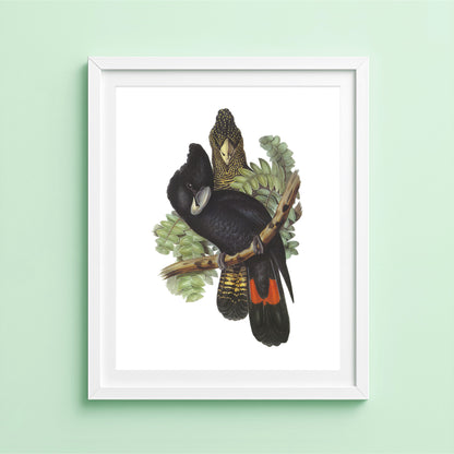 Illustration of two black cockatoo birds on a branch against a light green background