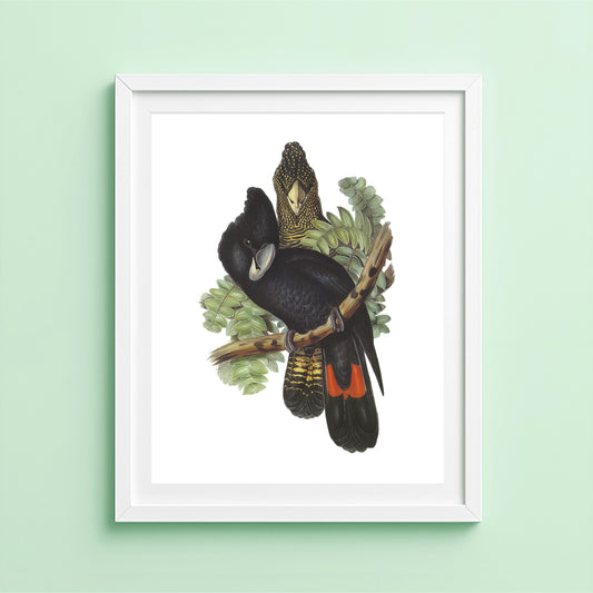 Illustration of two black cockatoo birds on a branch against a light green background