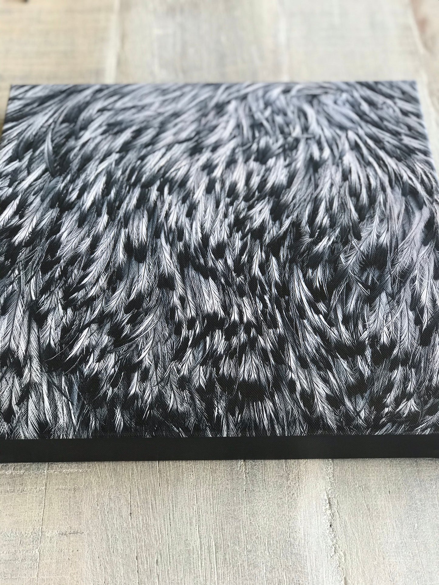Emu feathers photographic print