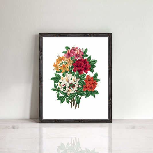 print of A colourful bunch of rhododendrons flowers