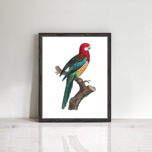 vintage Eastern Rosella bird print