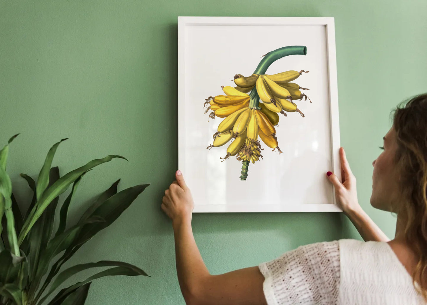 person hanging vintage bunch of bananas print on a green wall