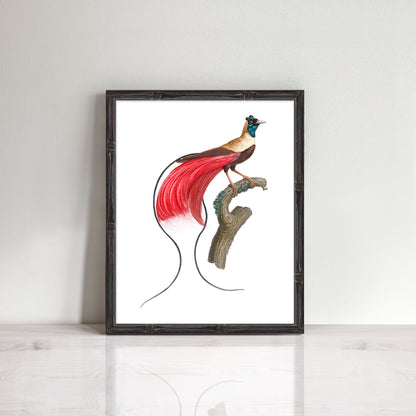 Vintage bird of paradise prints