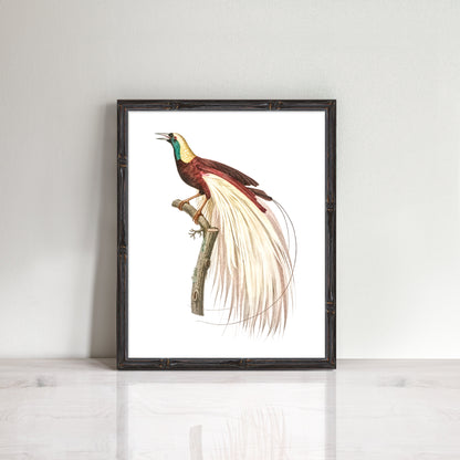 Vintage bird of paradise prints