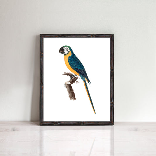 vintage Tropical macaw parrot print 