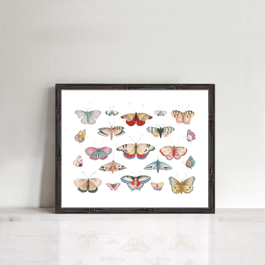 colourful vintage butterfly drawings in a frame