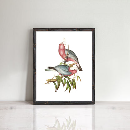 vintage print of pretty pink galahs