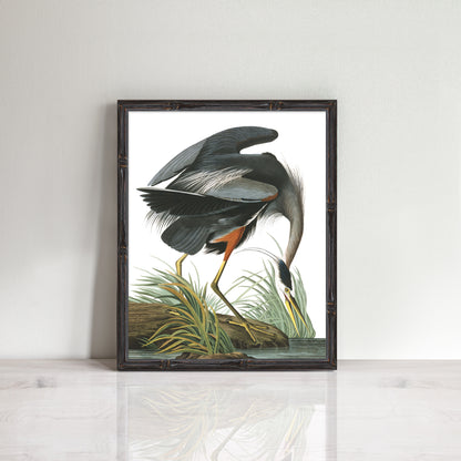 Hamptons style great blue heron print