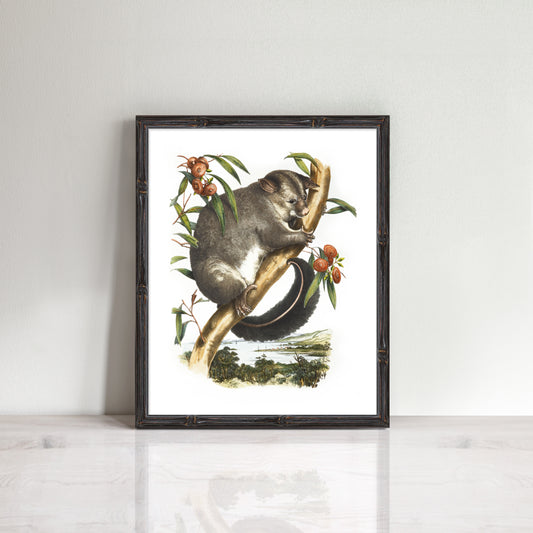 vintage Brushtail Possum print