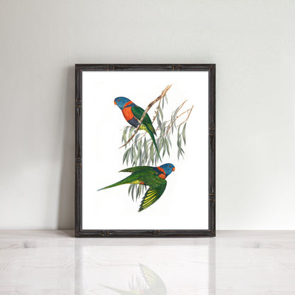 vintage parrot print red collared lorikeet birds