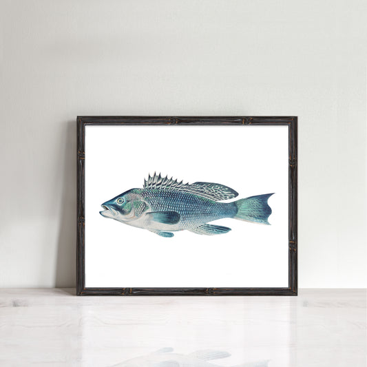 vintage illustration of a sea bass in frame