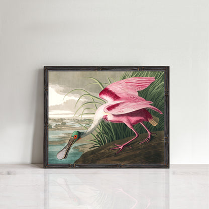 bird illustration of roseate spoonbill print