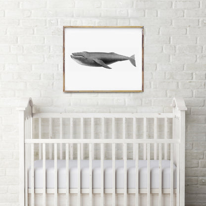 Vintage humpback whale print
