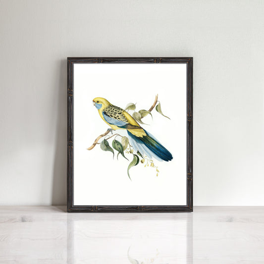 Vintage Yellow Rosella print