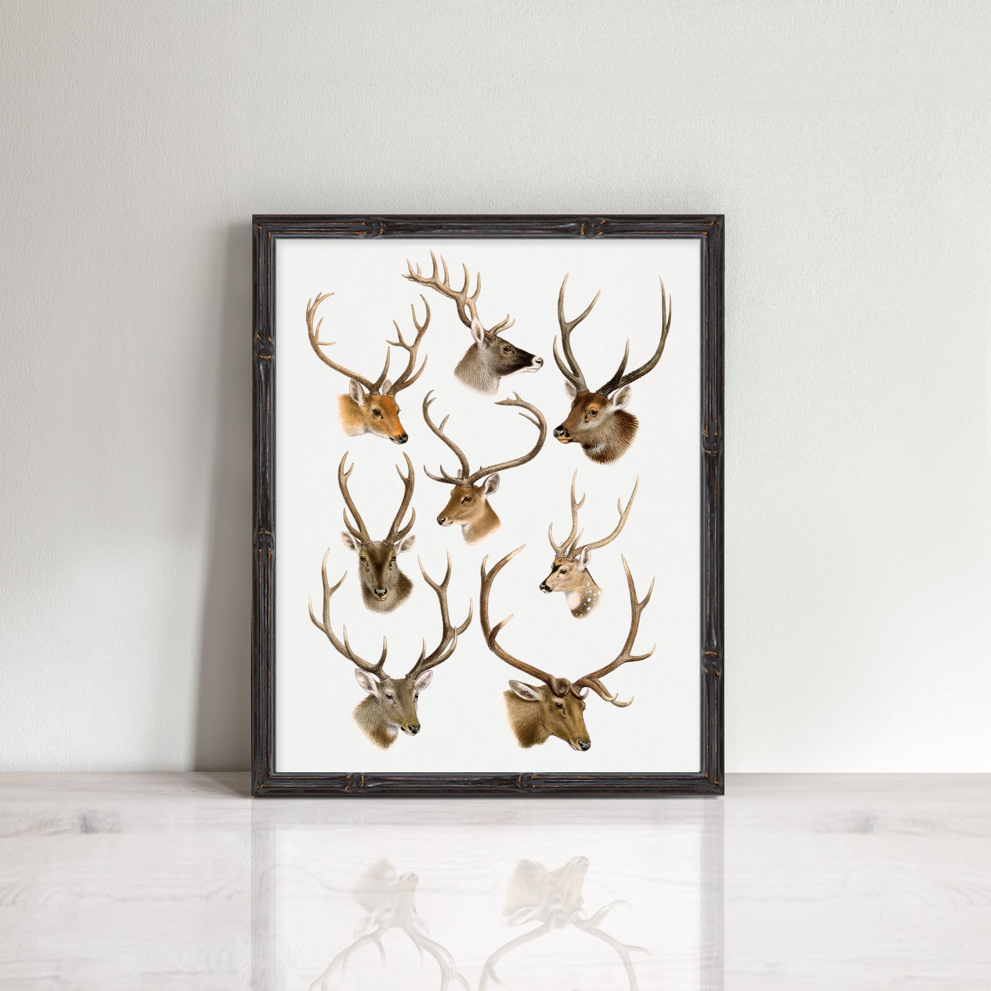 vintage deer head illustrations in a frame