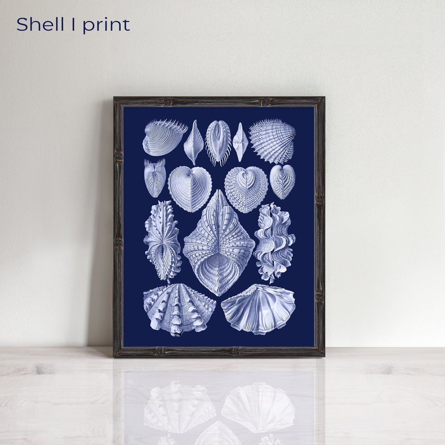 Vintage set of shells prints