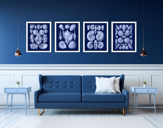 beautiful set of sea shells and mollusks prints in blue room with blue lounge