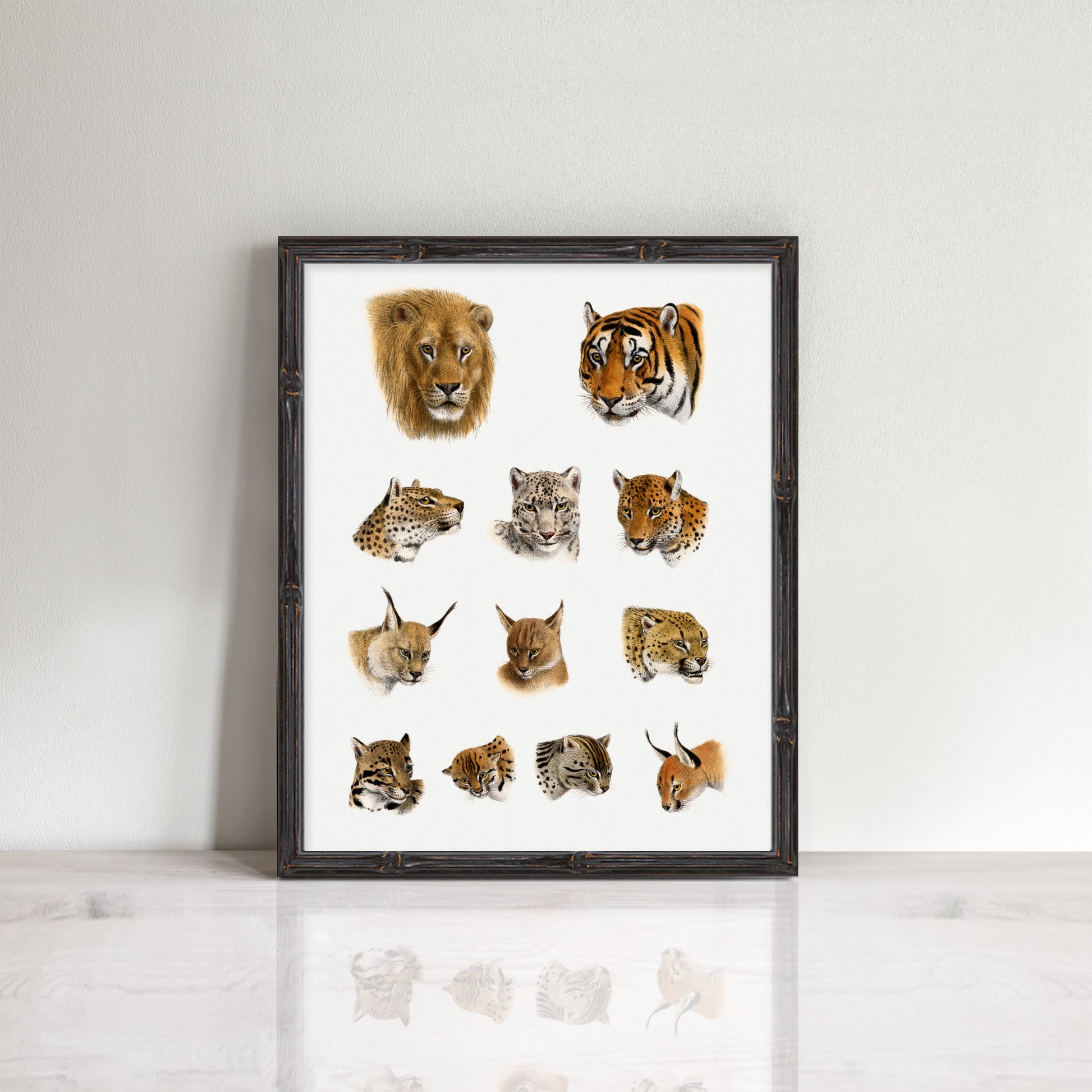 print of heads of wild cats of Asia tigers, lion