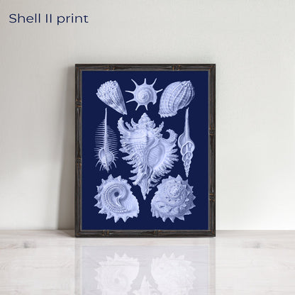 Vintage set of shells prints